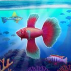 Fish Tycoon 2 Virtual Aquarium MOD много денег/камней